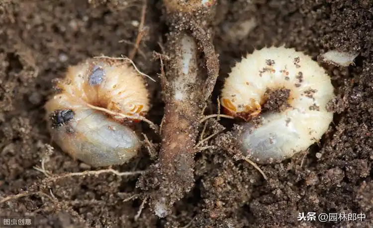 金龟子种类图片大全