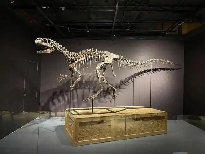 在正佳自然科学博物馆异特龙化石上展直播活动中,这具来自美国怀俄明