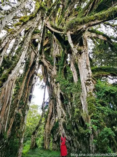 拜见非洲"阿凡达"神树之旅:记得天黑之前一定要下山!