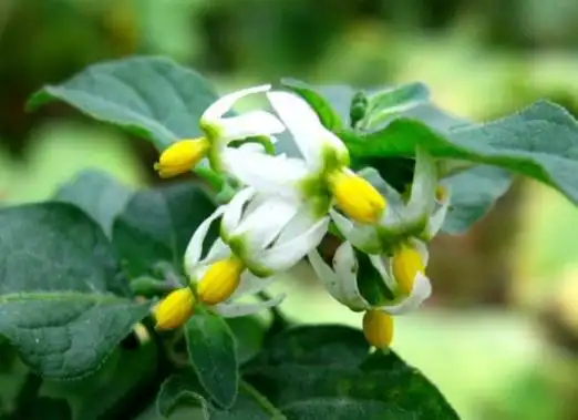 龙葵的形态特征