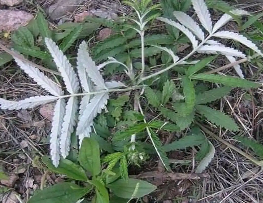 翻白草又称鸡腿根,是农村孩子的天然零食,你吃过吗?