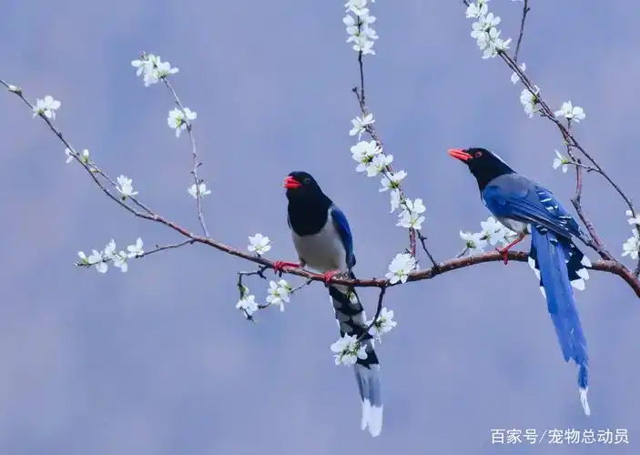 红嘴蓝鹊多久会说话「红嘴蓝鹊多久长成成鸟」
