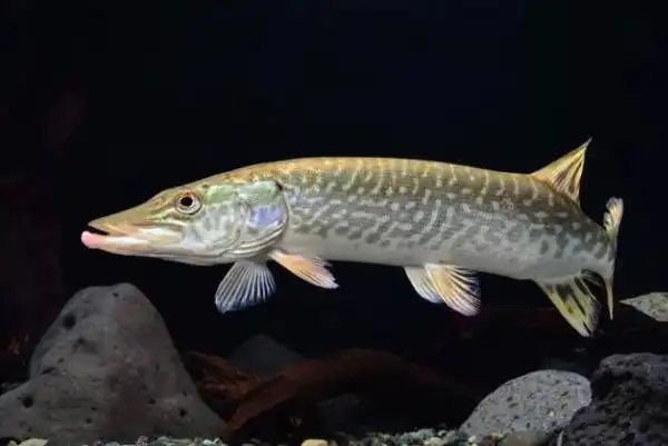 十大常见冷水观赏鱼,金鱼上榜,第二是会游泳的艺术品.(3)