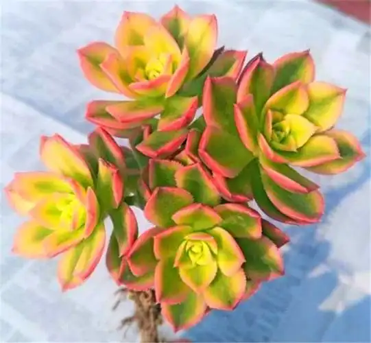 炫彩多肉艳日辉,养护牢记"3个多",明黄鲜红,绚丽多姿