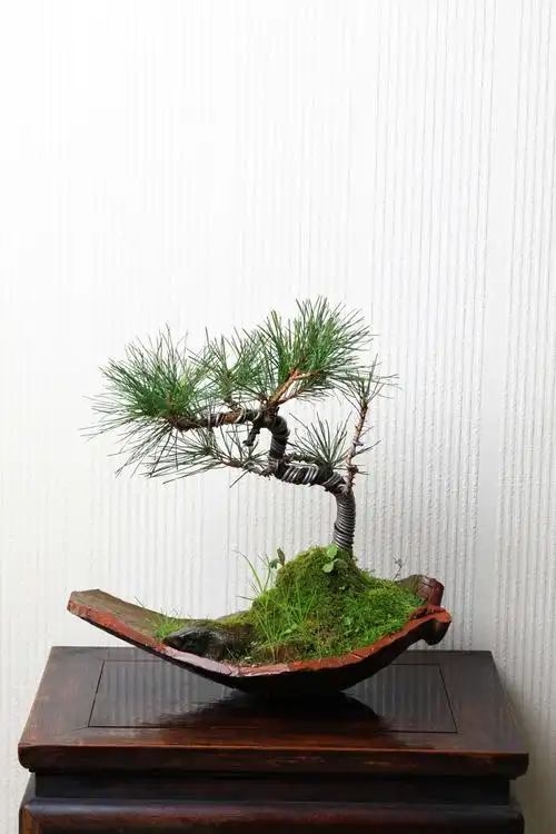 木林堂——盆景景观造型艺术