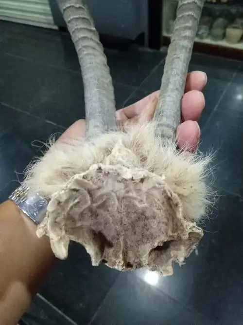 羚羊角超级稀有珍贵品种.