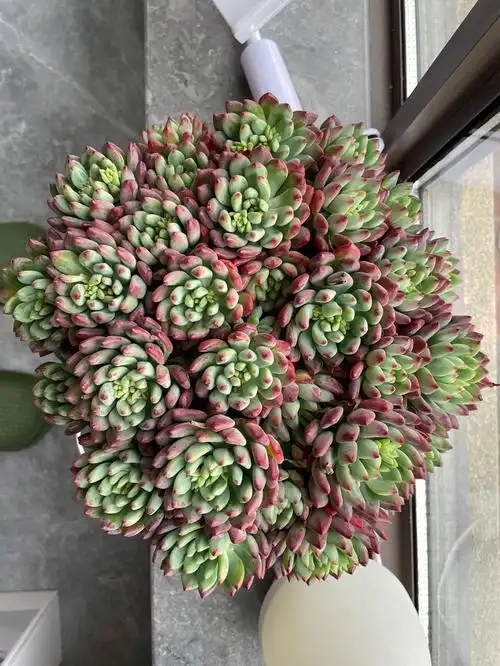 才半年不到的时间,多肉就变成这样了#多肉  #多肉控