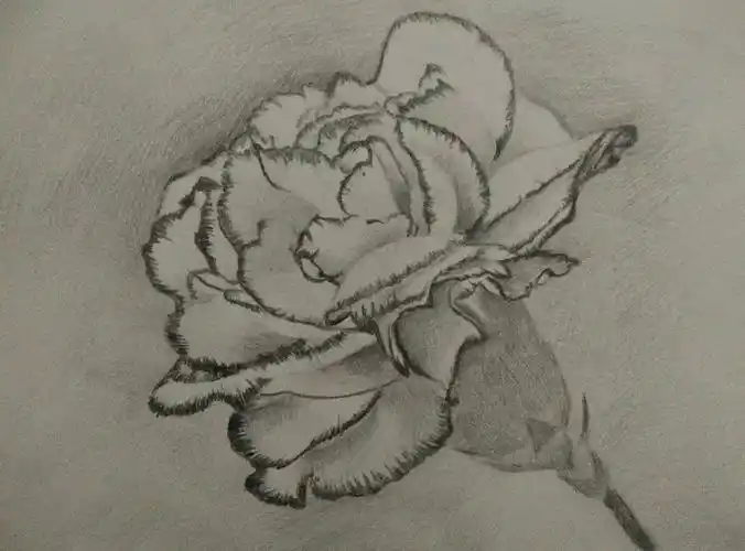 母亲节手绘康乃馨活动投票进行中