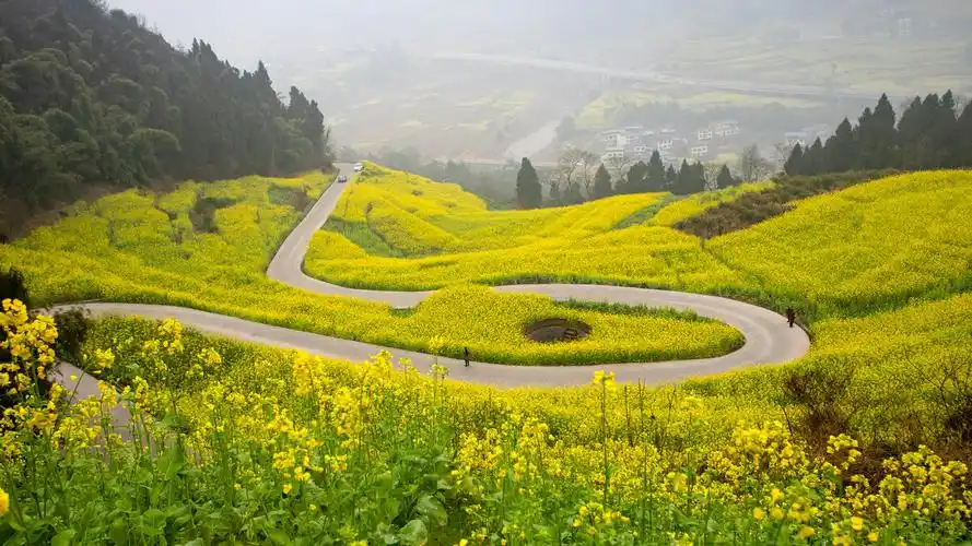 2021年2月14日四川省宜宾市屏山县中都镇油菜花已进入盛开期从山脚到