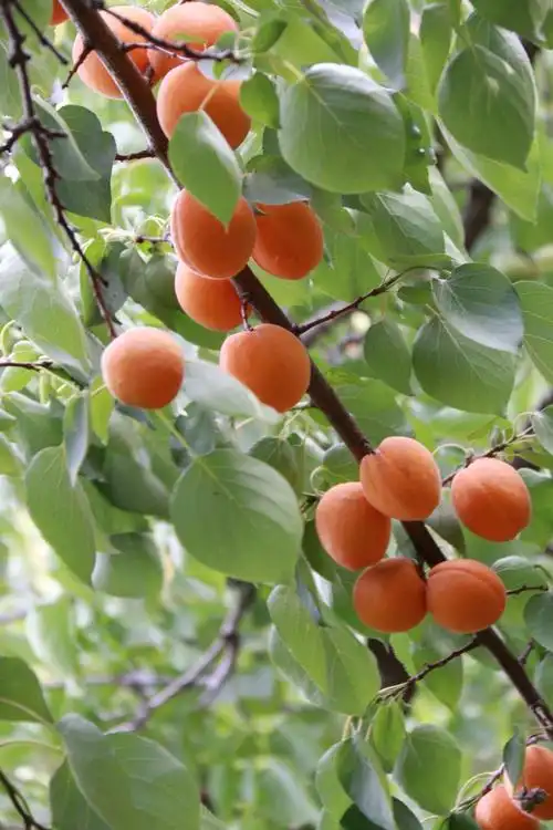 五龙沟的贡杏熟了