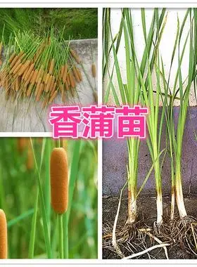 挺水香蒲苗菖蒲蒲黄棒池塘绿化水烛