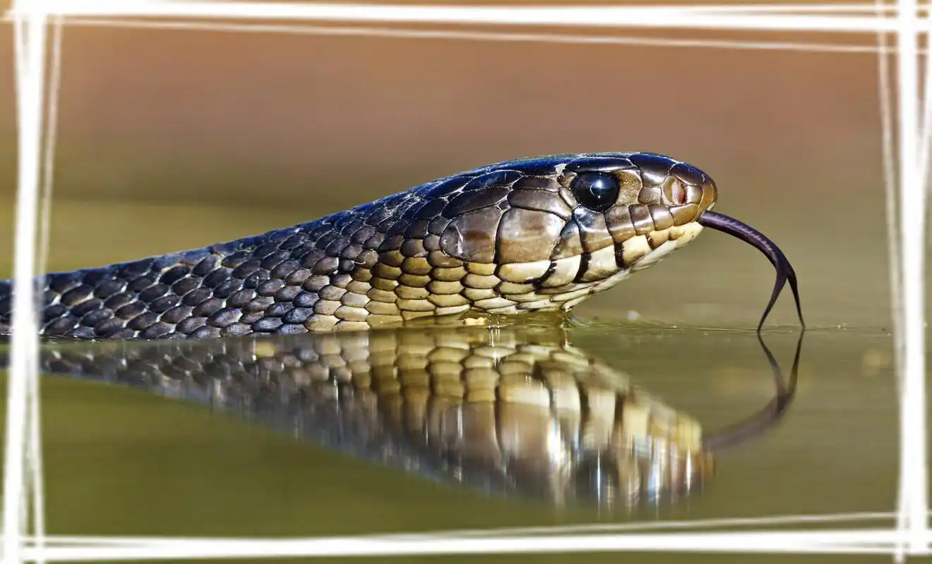 迎中国蛇年高清桌面壁纸