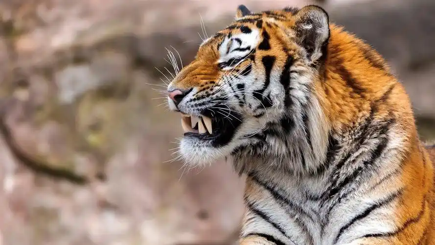 虎,休息,獠牙 壁纸 - 1920x1080 全高清