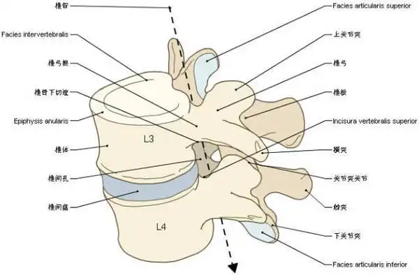 收藏丨脊椎与背部3d解剖图解