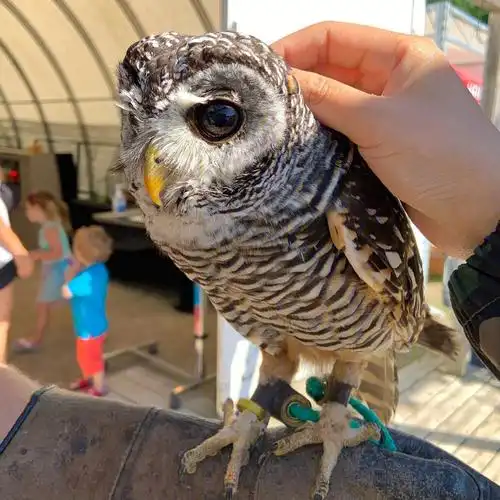 可以摸到猫头鹰01的太阳花田
