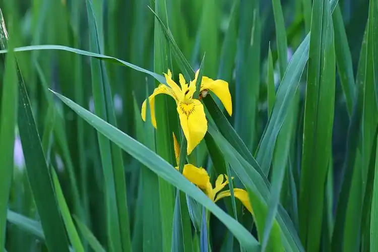 黄菖蒲花开金灿灿