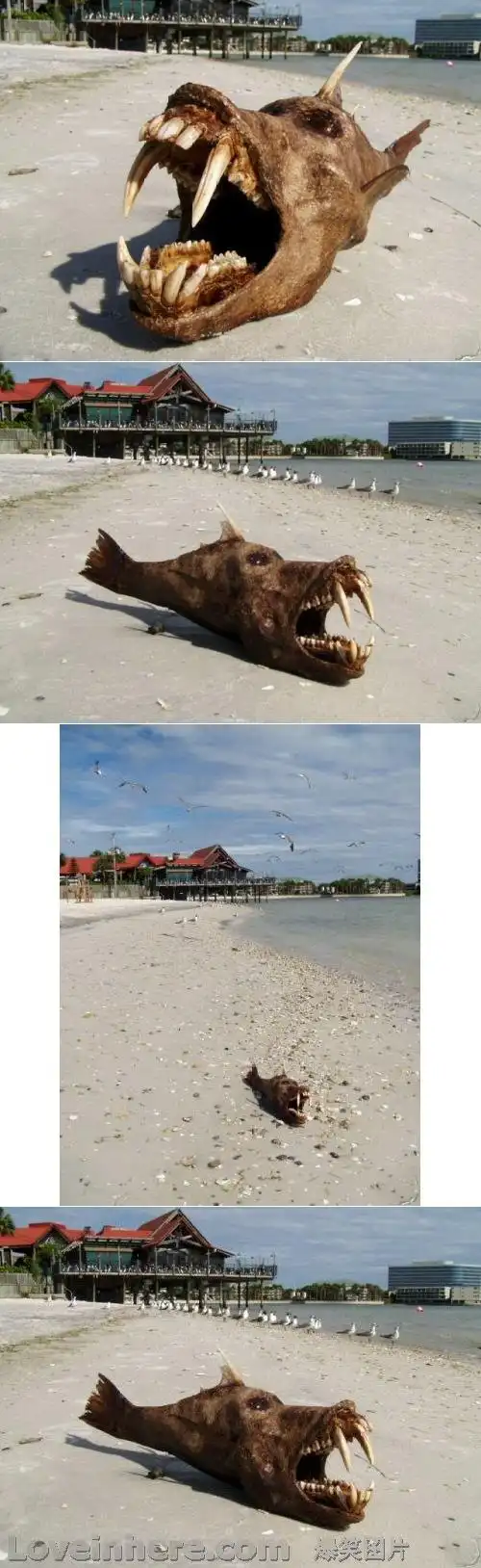 可怕----美国佛罗里达州海岸发现一"海怪"
