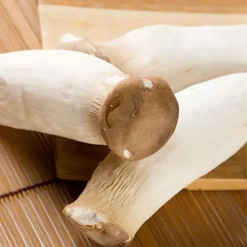 fresh king oyster mushroom/pleurotus eryngii