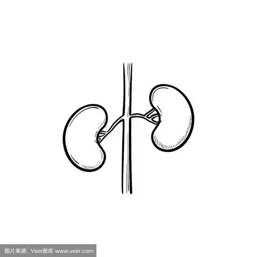 肾脏手绘轮廓涂鸦图标