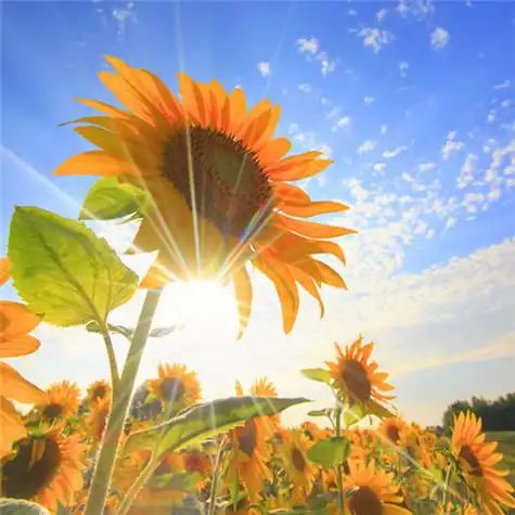 高清能带来好运的微信头像大全2021图片