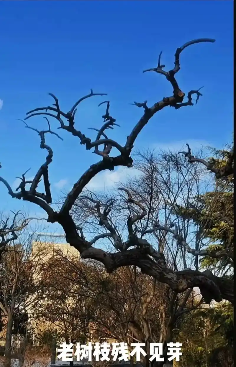 老树枝残不见芽东风无力莫寻花