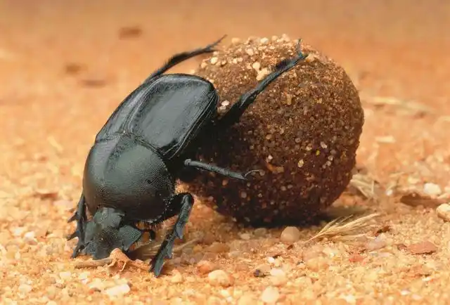 屎壳郎终日干着一种"不那么上档次"的工作——滚粪球,但你可不要小瞧