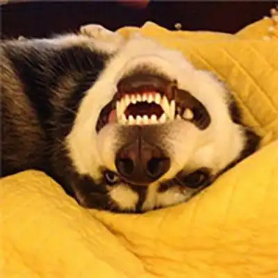 哈士奇头像图片可爱二哈头像图片