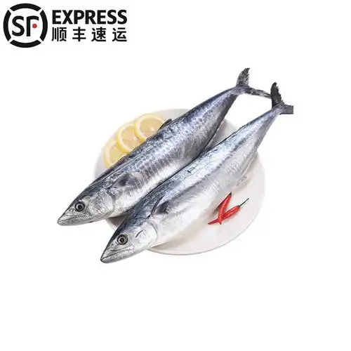 5斤顺丰起发 青岛鲅鱼新鲜冷冻马鲛鱼燕鲅鱼鲜活速冻海鲜海鱼批发