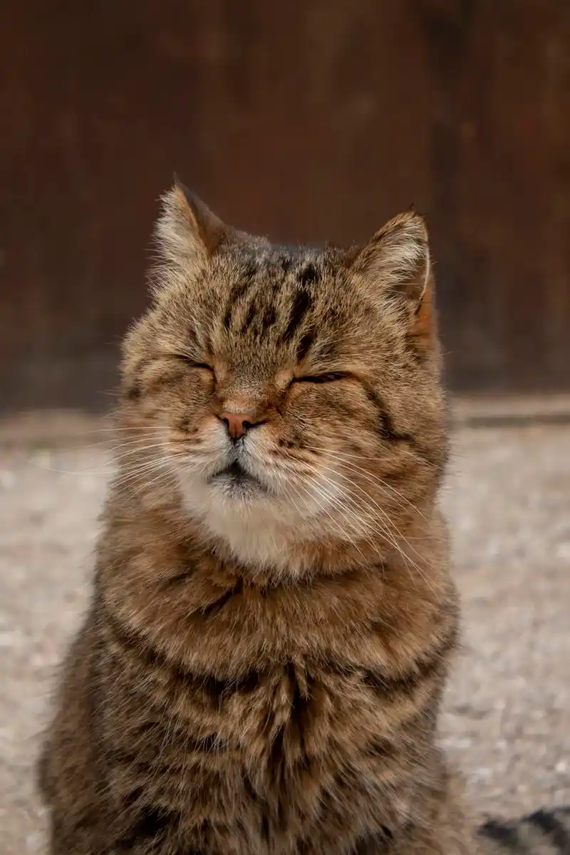 猫咪眯着眼是在说"喜欢你",这几种喵星人的肢体语言你都了解吗