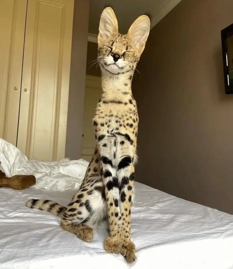 世界上最帅气的猫|堪称猫中吴彦祖 中文名:热带草原猫 英文名