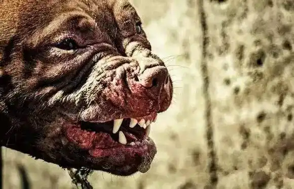 一只黑帮恶犬,比枪带你走得更远