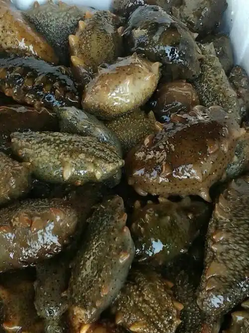 天鹅湖野生海参