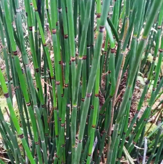 "节节草"是什么?医生:或不是普通野草,用它或可解决"老问题"