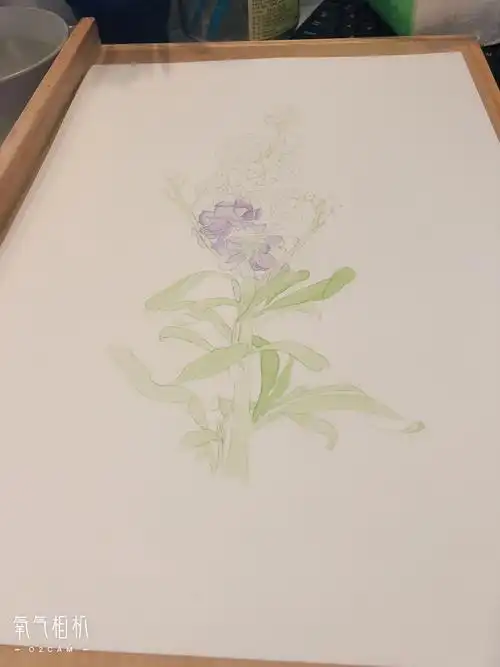 水彩习作005紫罗兰临摹