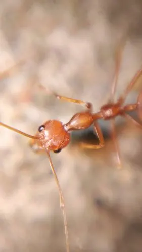 偶遇大红蚁,来几张特写