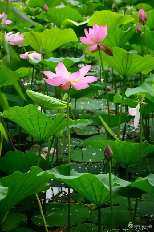夏日的荷花别样美
