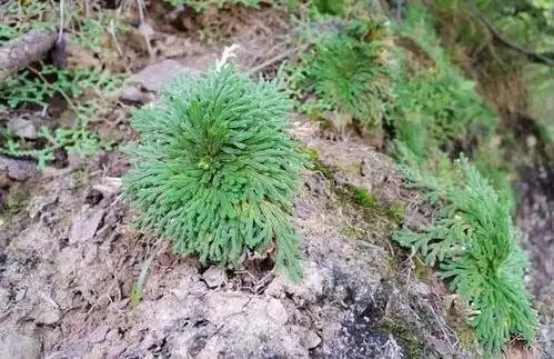 农村这种野草生命力旺盛,老农称它为"打不死",有一定的止血效果