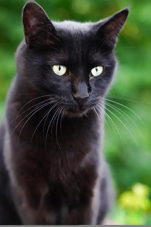 黑猫的寓意及象征