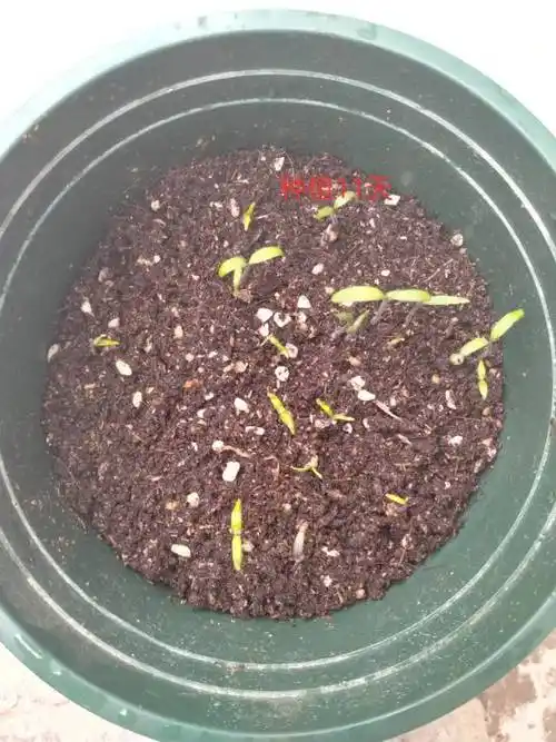 东街小学 二年级(5)班 闫馨 瀑布小西红柿的种植和观察