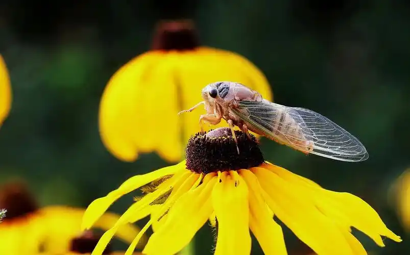 夏天的蝉图片昆虫蝉知了