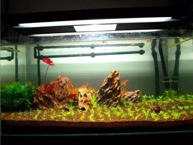 「求扩散」90cm水草缸造景教程——30厘米水草缸造景教程-中纳网