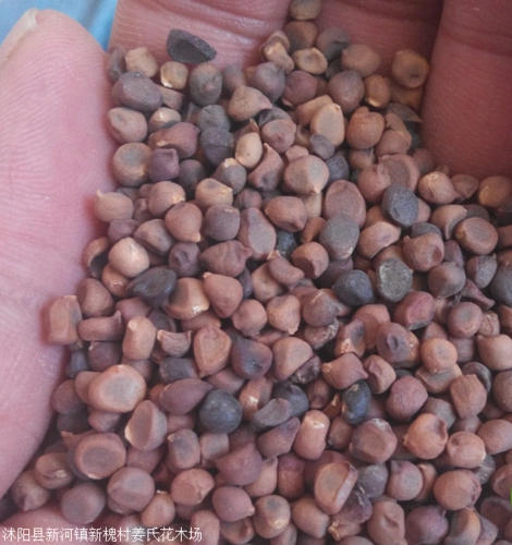 马蔺花马蔺马兰种子及其小苗