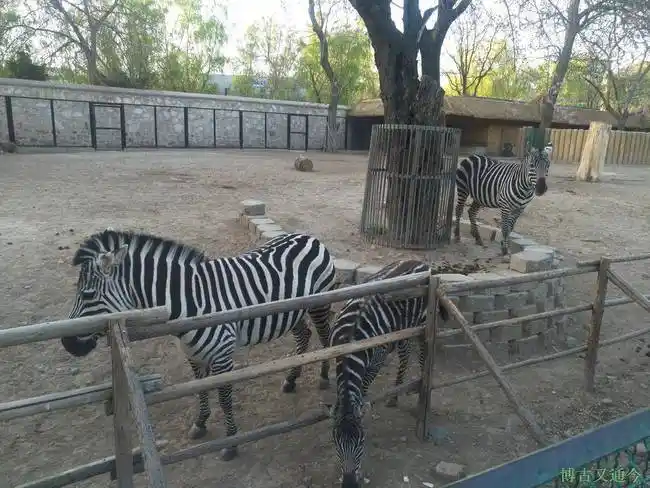 一座曾经的皇家园林现在的动植物圣地今年第二次探访北京动物园