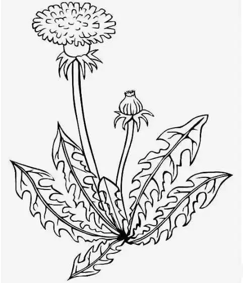简单漂亮的蒲公英怎么画_简笔画 - 搜图案网