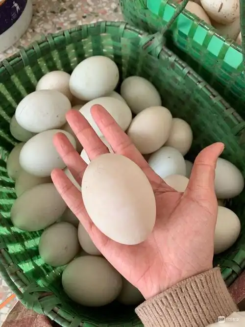 农村自家超大土鸭蛋出售