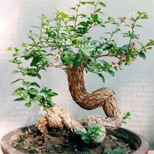 野生枸杞下山老桩盆景绿植花卉室内盆栽易成活观根观果园林枸杞子