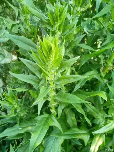 认识这个吧,菠菜要开花了.