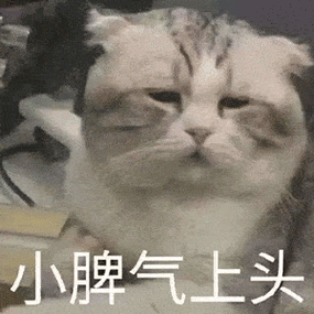 萌宠猫咪小脾气上头呆萌可爱gif动图_动态图_表情包下载_soogif