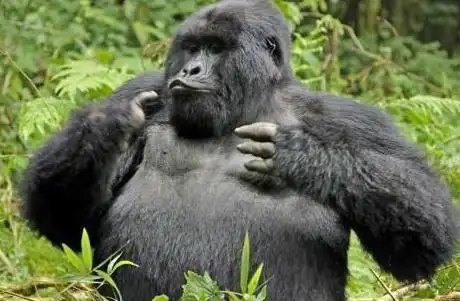 对着大猩猩捶胸到底会发生什么结果比你想的恐怖