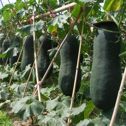 广东青皮冬瓜种子蔬果植物 蔬菜种子新品种出芽率高家庭原包装 广东